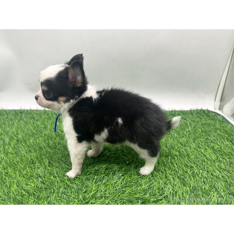 販売中の愛知県のチワワ(ロングコート)-443367の4枚目