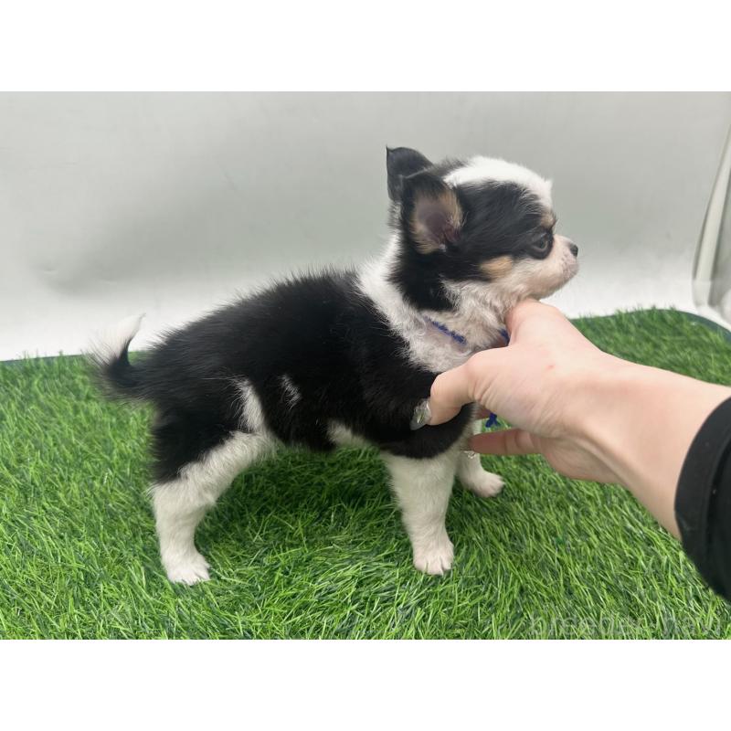 販売中の愛知県のチワワ(ロングコート)-443367の2枚目