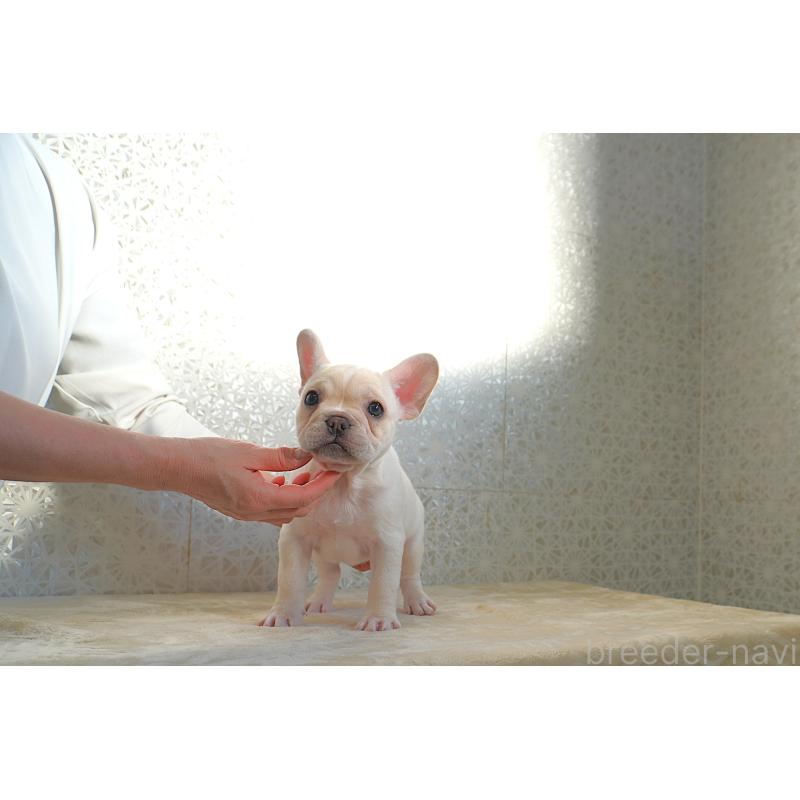 販売中の東京都のフレンチブルドッグ-443368の5枚目