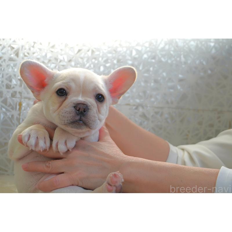 販売中の東京都のフレンチブルドッグ-443368の4枚目