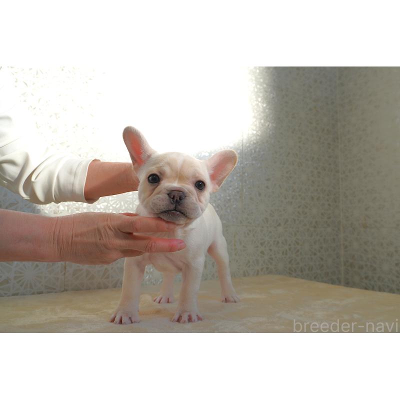 販売中の東京都のフレンチブルドッグ-443368の3枚目