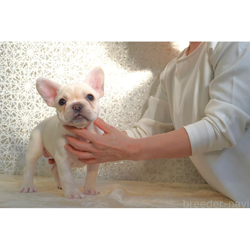 販売中の東京都のフレンチブルドッグ-443368の2枚目
