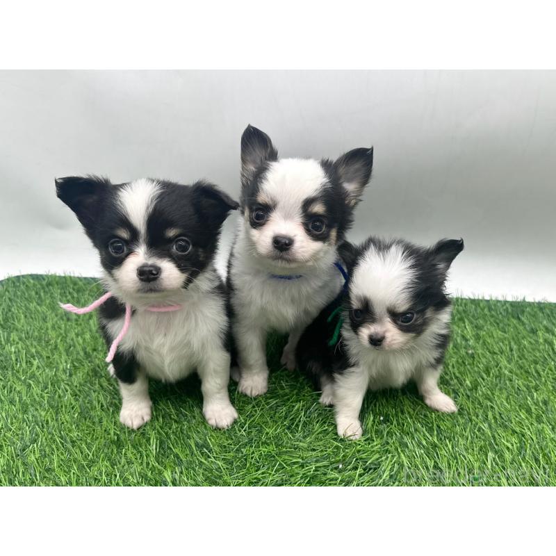 販売中の愛知県のチワワ(ロングコート)-443370の6枚目