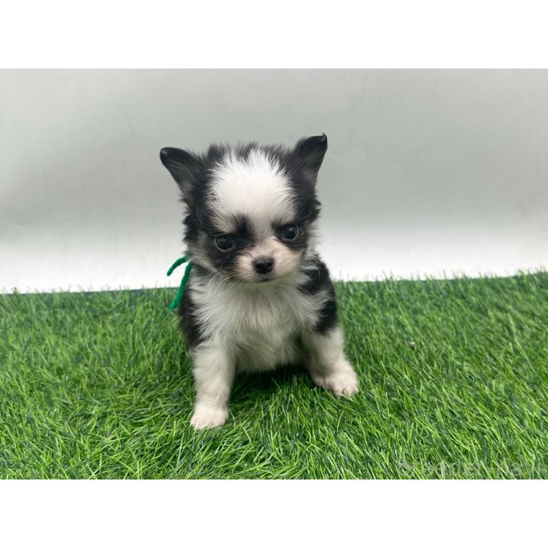 販売中の愛知県のチワワ(ロングコート)-443370の5枚目