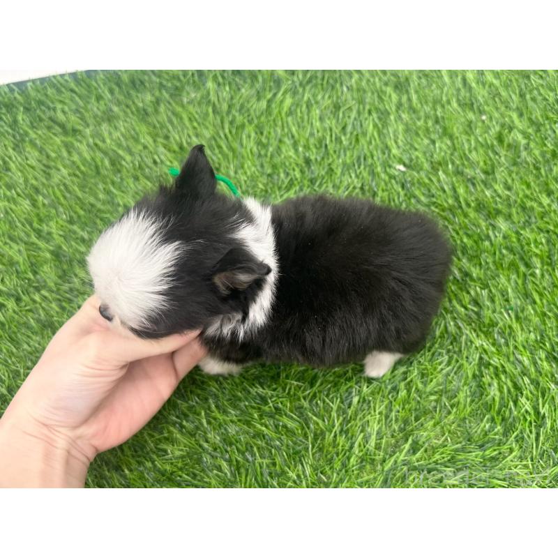 販売中の愛知県のチワワ(ロングコート)-443370の4枚目