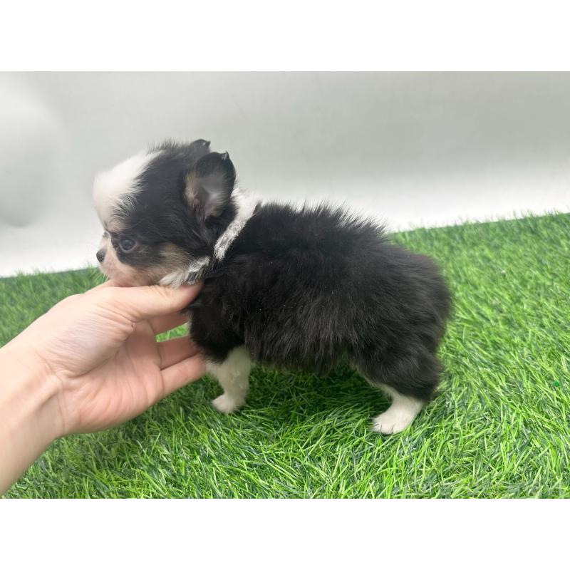 販売中の愛知県のチワワ(ロングコート)-443370の3枚目