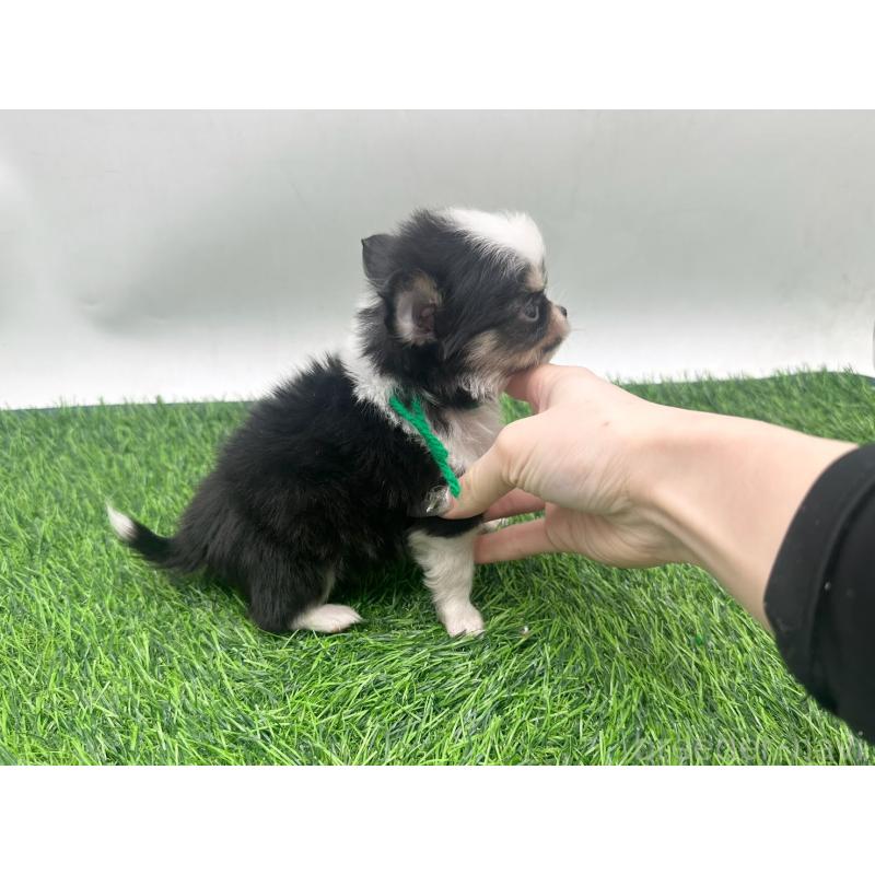 販売中の愛知県のチワワ(ロングコート)-443370の2枚目