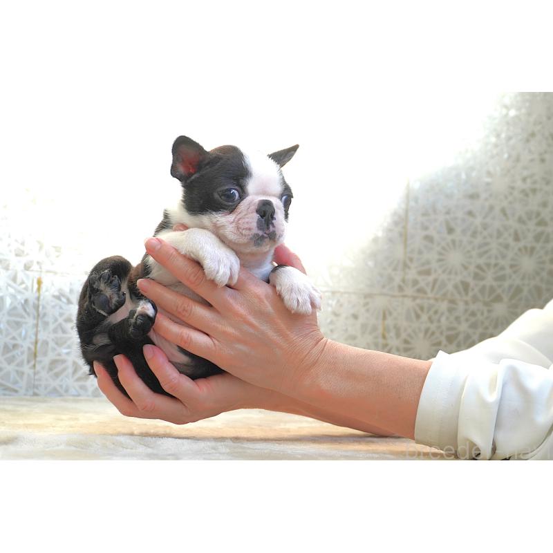 販売中の東京都のボストンテリア-443373の6枚目