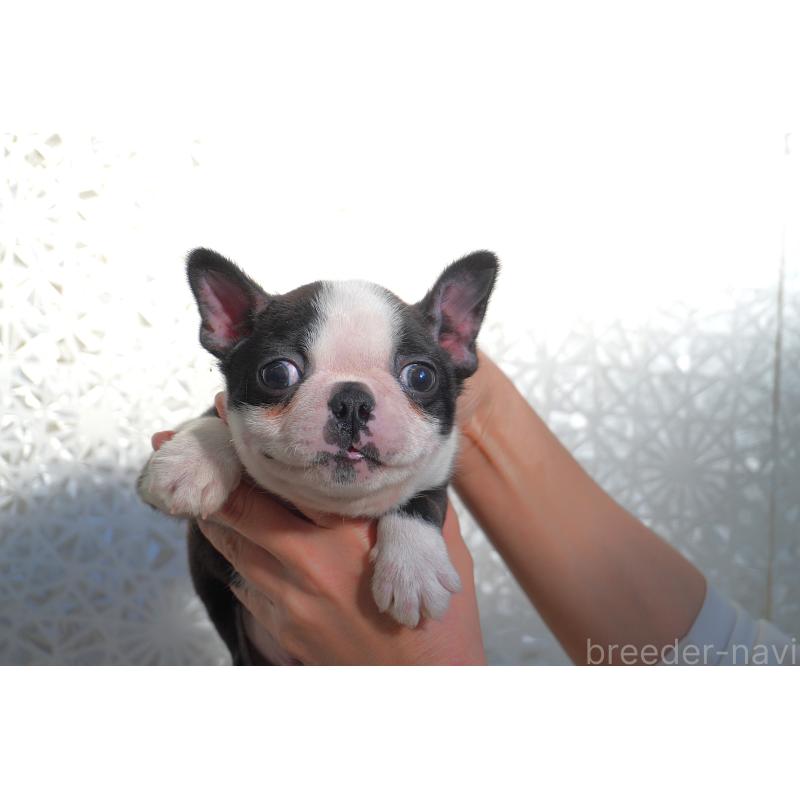 販売中の東京都のボストンテリア-443373の2枚目