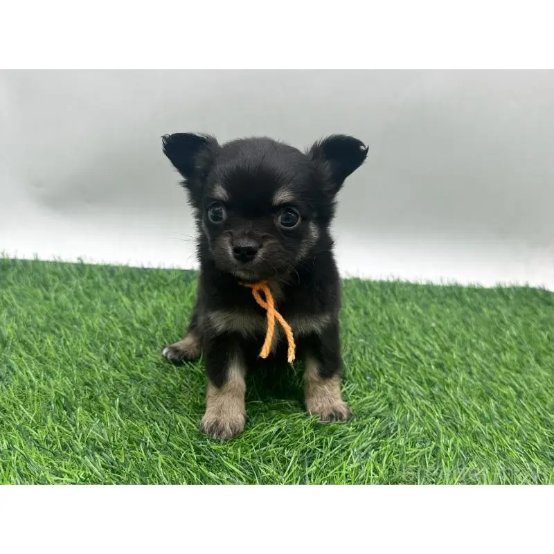 販売中の愛知県のチワワ(ロングコート)-443371