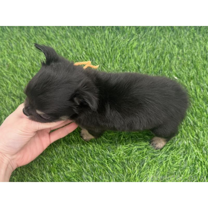 販売中の愛知県のチワワ(ロングコート)-443371の5枚目