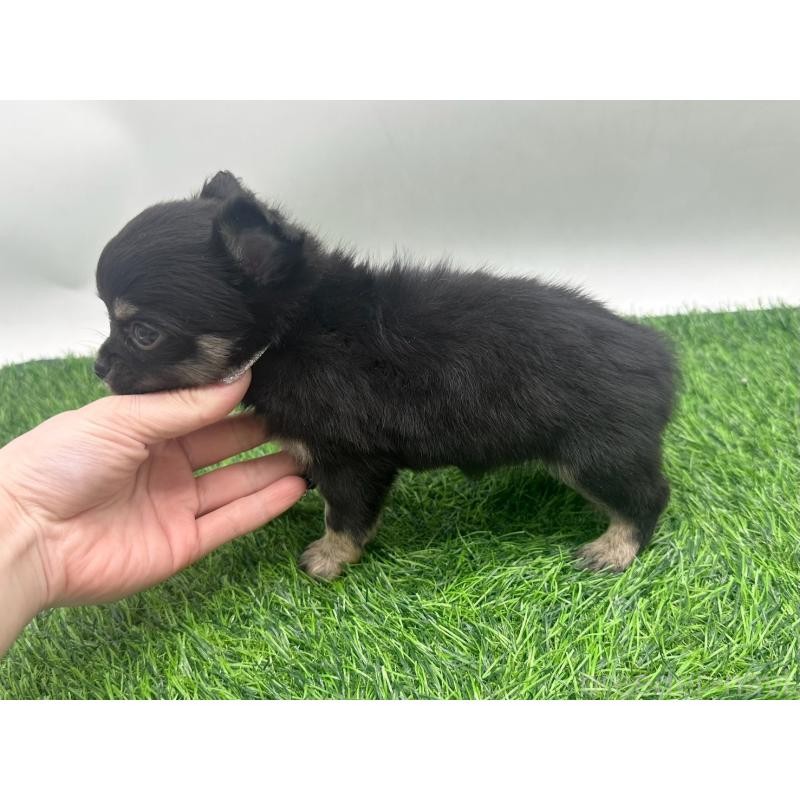 販売中の愛知県のチワワ(ロングコート)-443371の4枚目