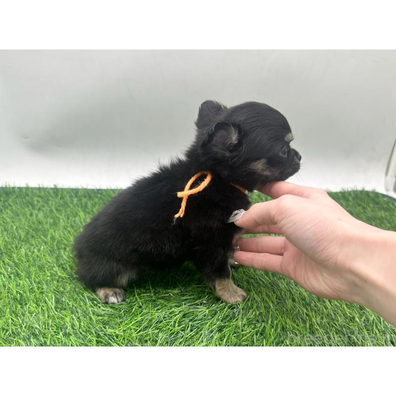 販売中の愛知県のチワワ(ロングコート)-443371の3枚目