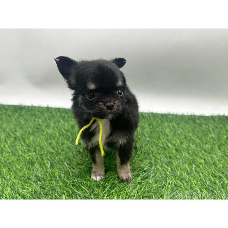 販売中の愛知県のチワワ(ロングコート)-443374の1枚目