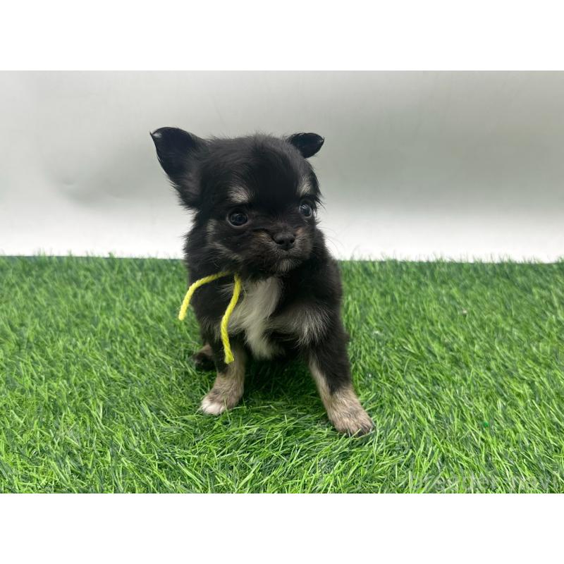 販売中の愛知県のチワワ(ロングコート)-443374の6枚目