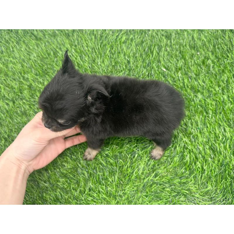 販売中の愛知県のチワワ(ロングコート)-443374の5枚目