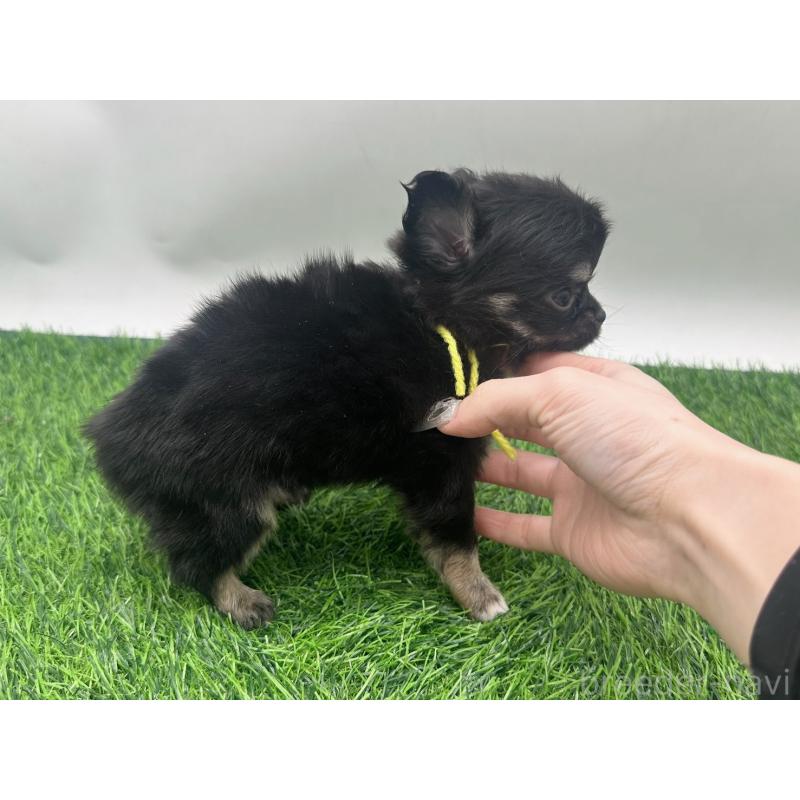 販売中の愛知県のチワワ(ロングコート)-443374の4枚目