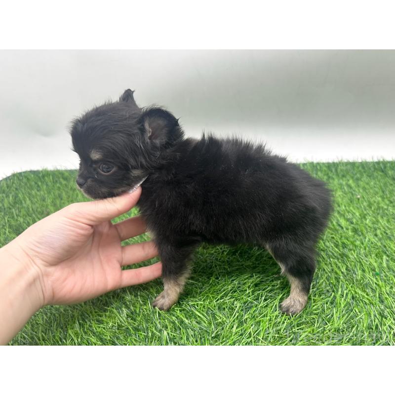 販売中の愛知県のチワワ(ロングコート)-443374の3枚目