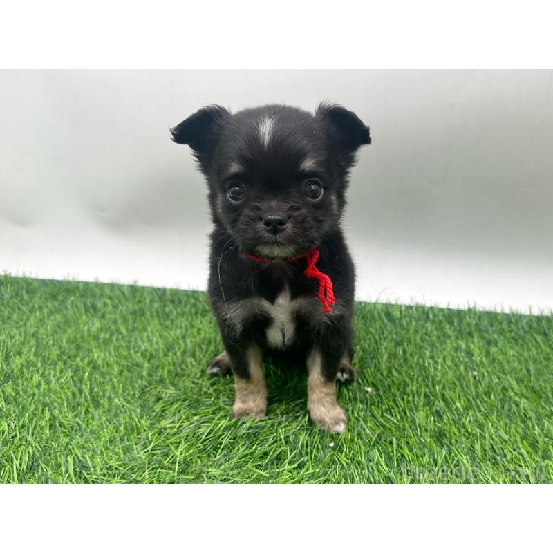 販売中の愛知県のチワワ(ロングコート)-443375