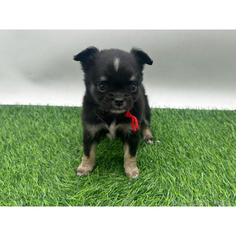 販売中の愛知県のチワワ(ロングコート)-443375の6枚目