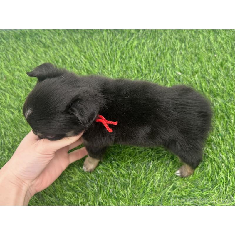 販売中の愛知県のチワワ(ロングコート)-443375の5枚目