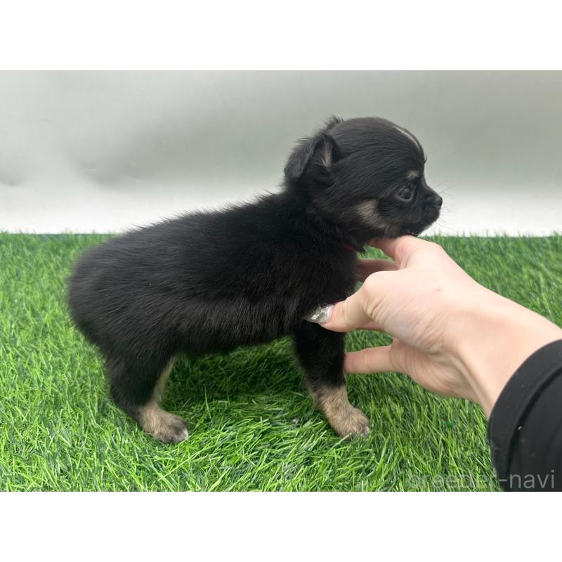 販売中の愛知県のチワワ(ロングコート)-443375の3枚目