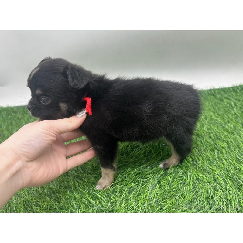 販売中の愛知県のチワワ(ロングコート)-443375の4枚目