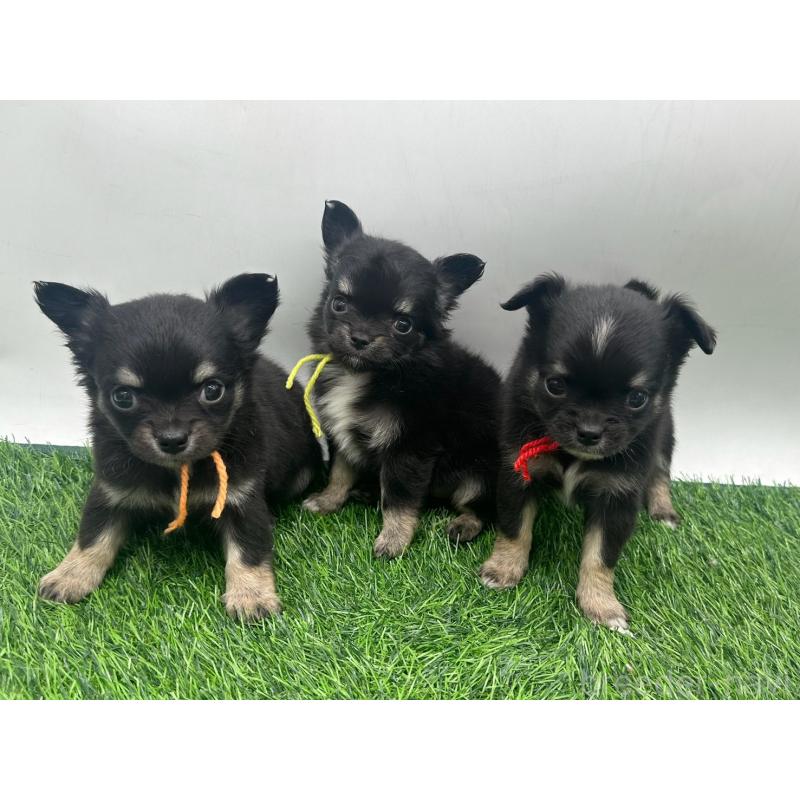 販売中の愛知県のチワワ(ロングコート)-443375の2枚目