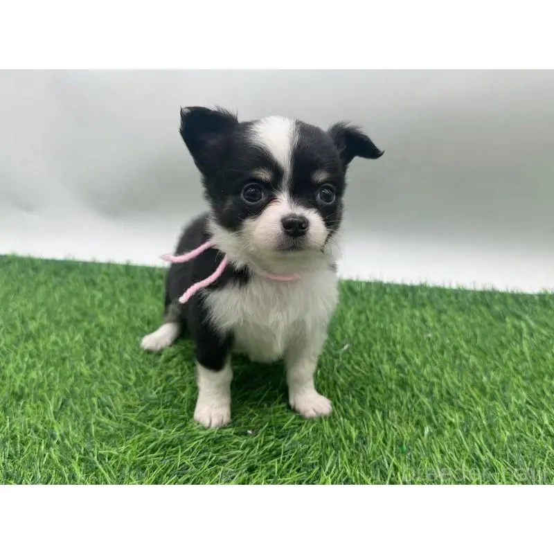 販売中の愛知県のチワワ(ロングコート)-443376