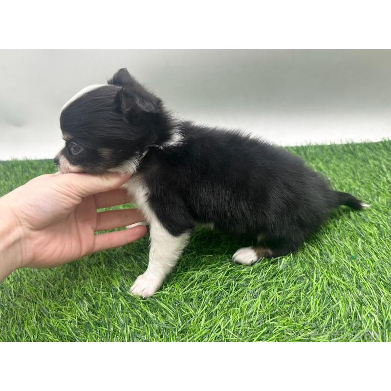 販売中の愛知県のチワワ(ロングコート)-443376の7枚目