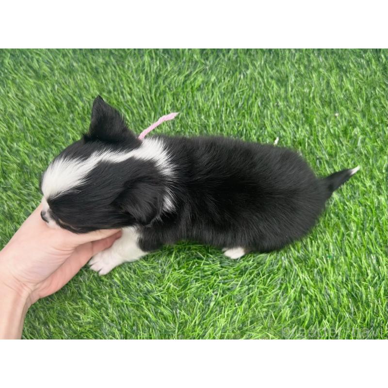 販売中の愛知県のチワワ(ロングコート)-443376の6枚目