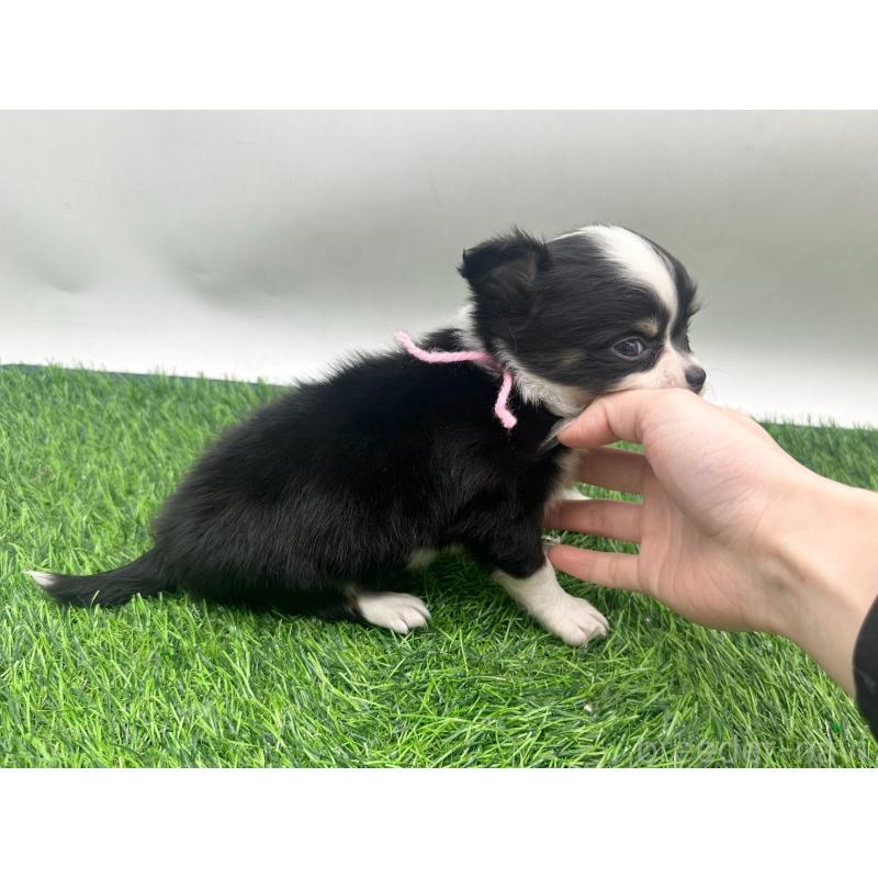 販売中の愛知県のチワワ(ロングコート)-443376の4枚目