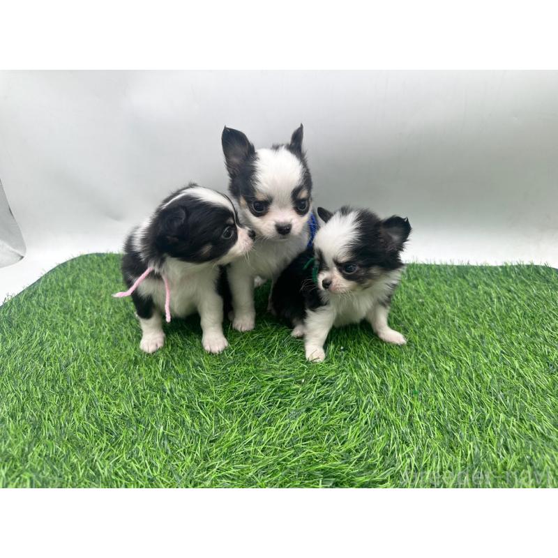 販売中の愛知県のチワワ(ロングコート)-443376の2枚目