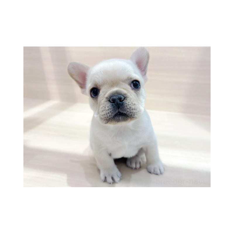 販売中の東京都のフレンチブルドッグ-443377の1枚目