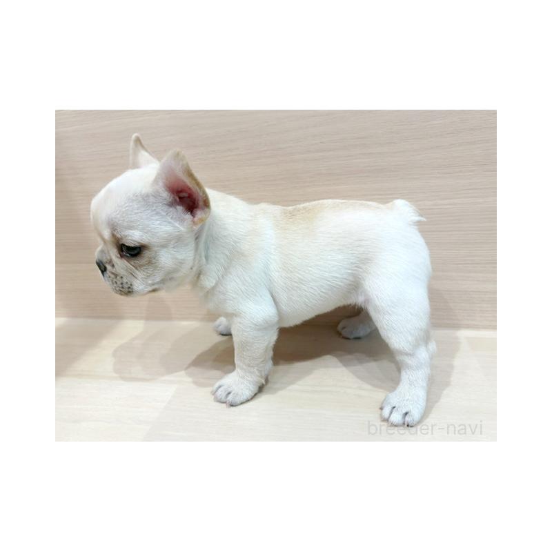 販売中の東京都のフレンチブルドッグ-443377の5枚目