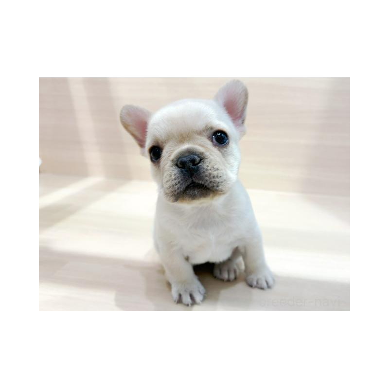 販売中の東京都のフレンチブルドッグ-443377の3枚目