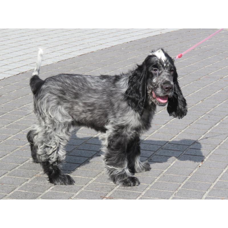 販売中の山口県のイングリッシュコッカースパニエル-443379の15枚目