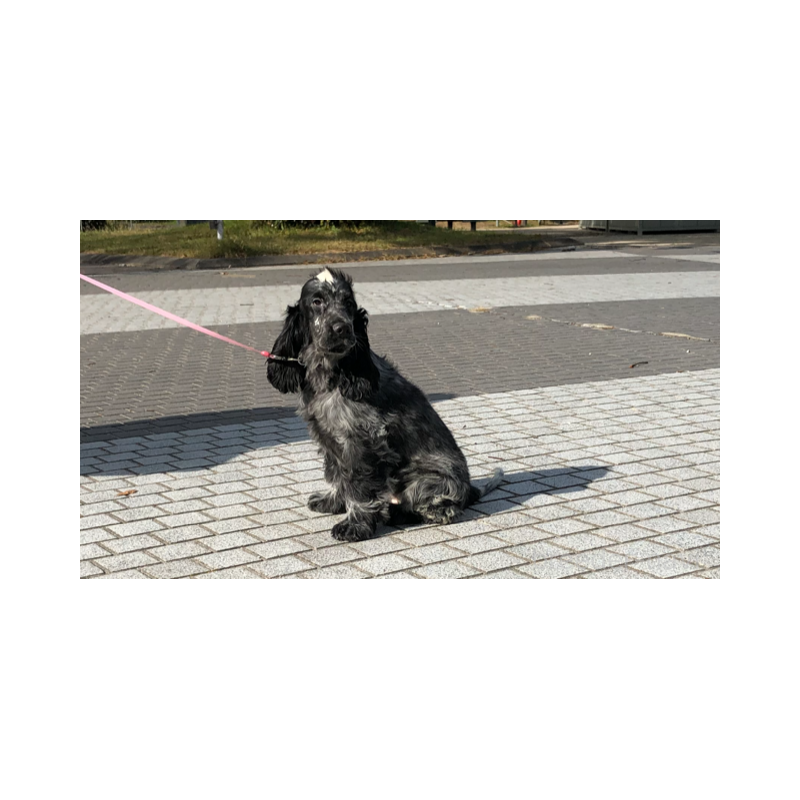 販売中の山口県のイングリッシュコッカースパニエル-443379の14枚目