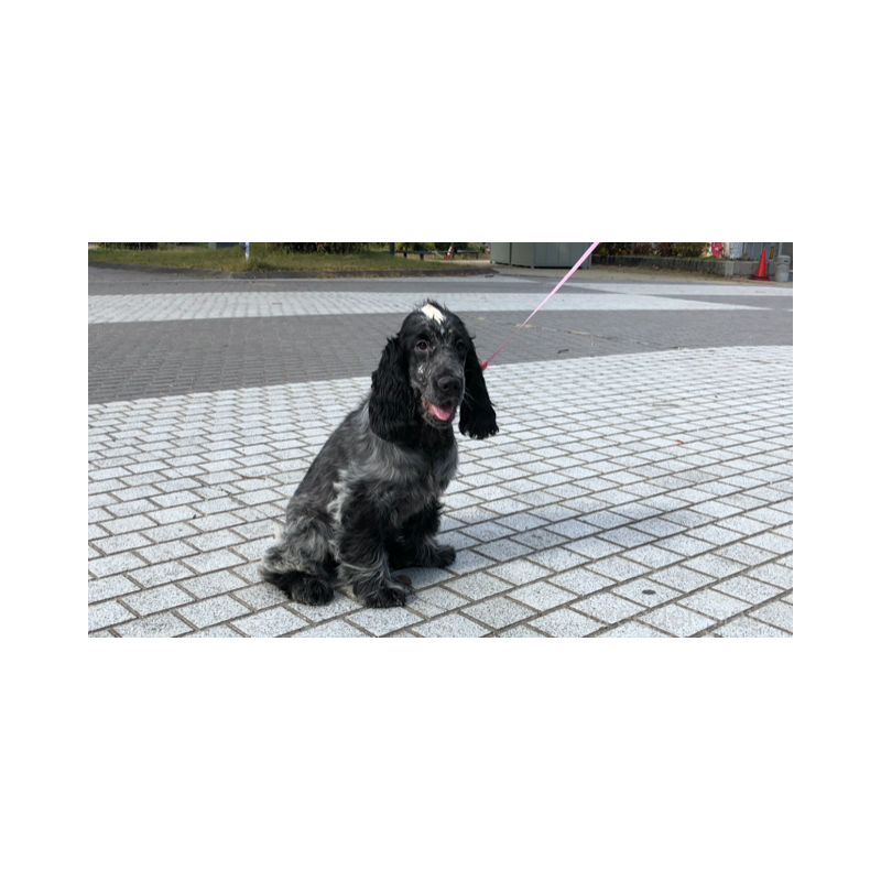 販売中の山口県のイングリッシュコッカースパニエル-443379の13枚目