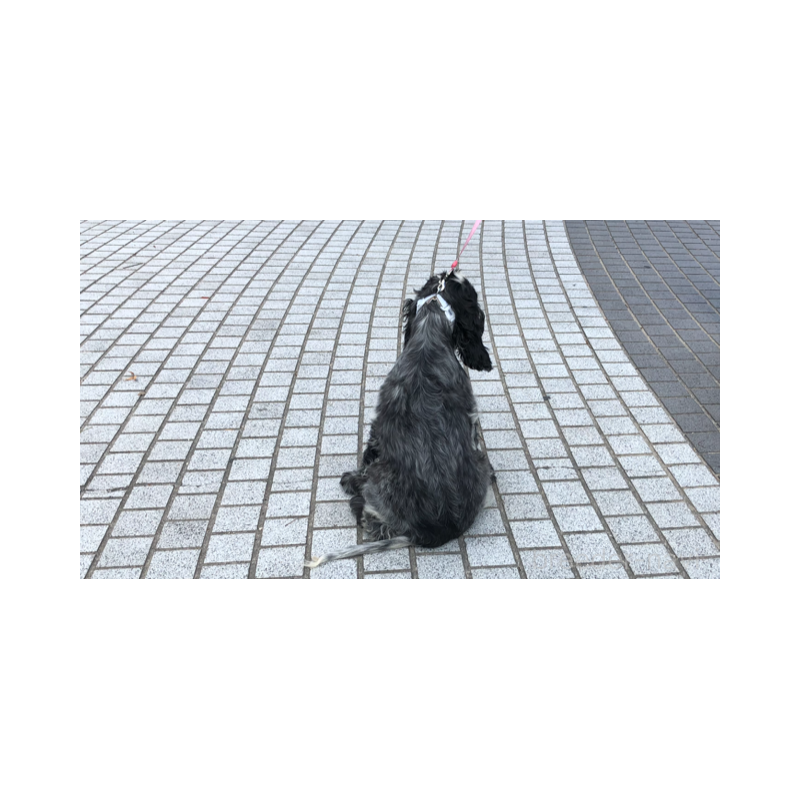 販売中の山口県のイングリッシュコッカースパニエル-443379の11枚目