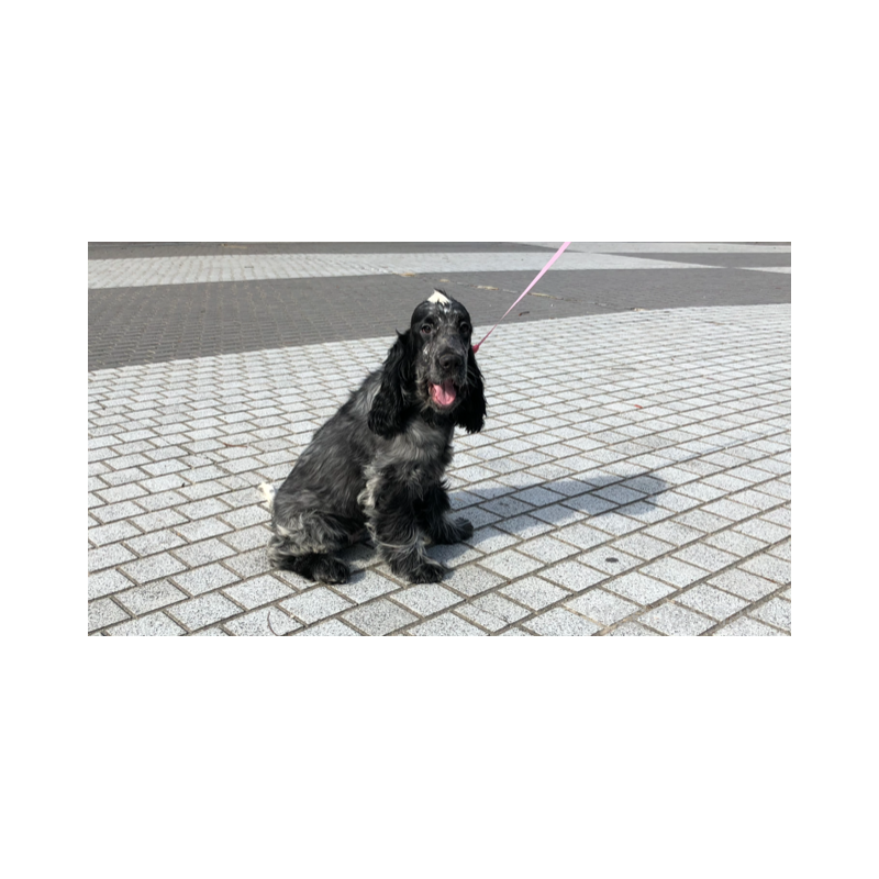 販売中の山口県のイングリッシュコッカースパニエル-443379の10枚目