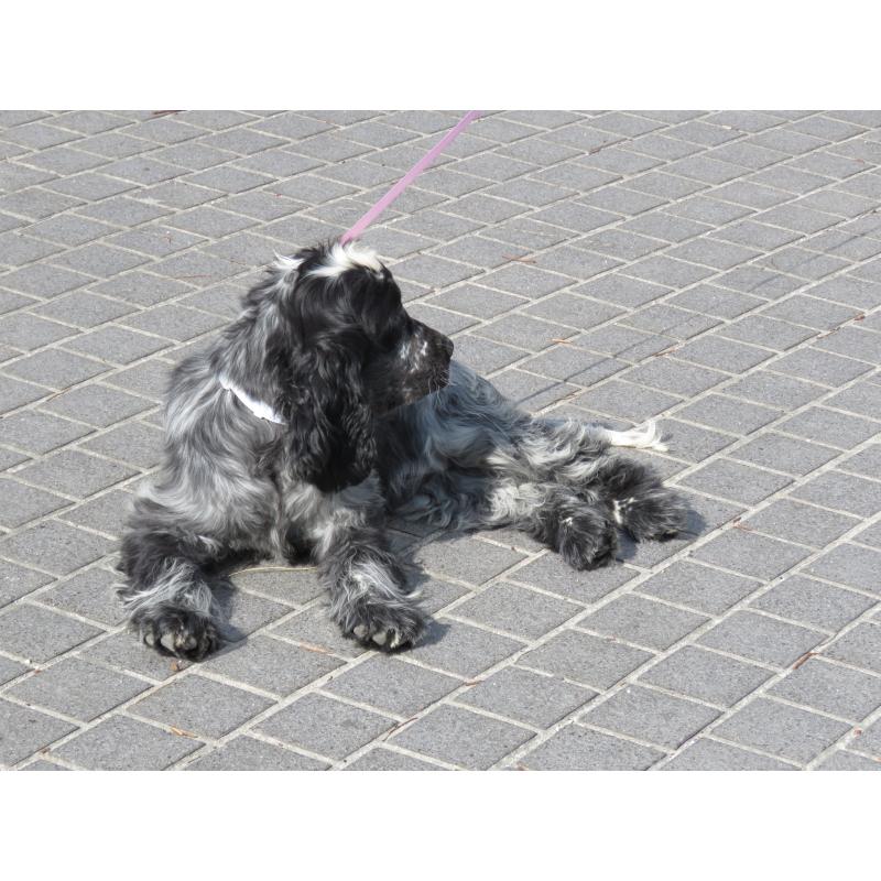 販売中の山口県のイングリッシュコッカースパニエル-443379の8枚目