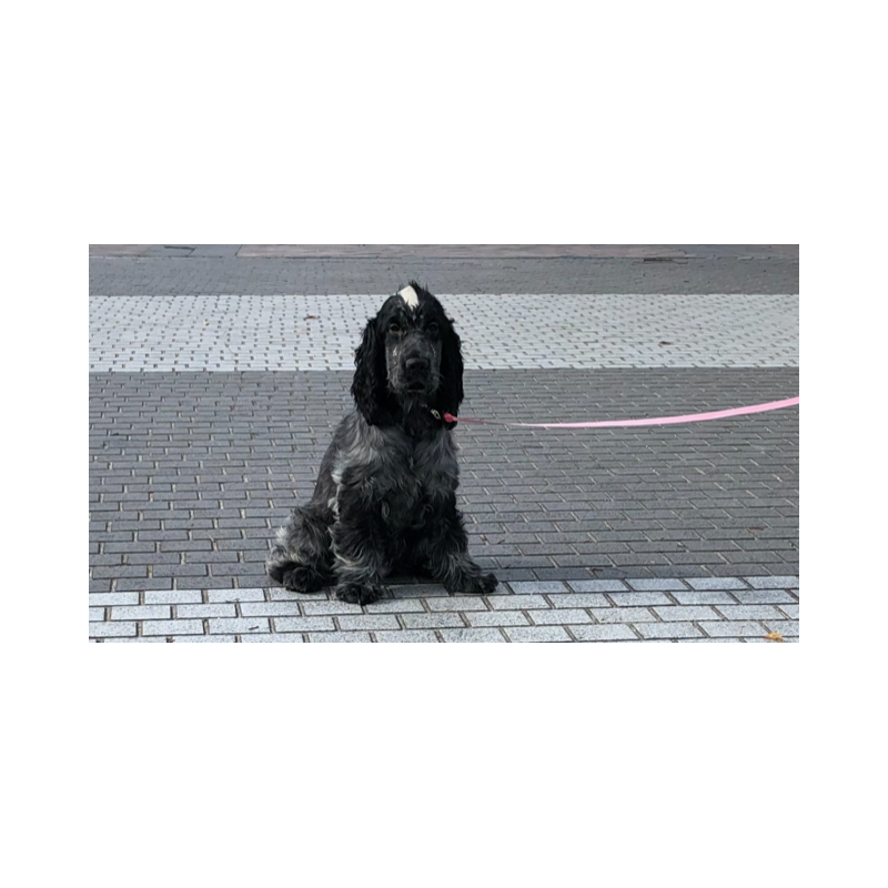 販売中の山口県のイングリッシュコッカースパニエル-443379の7枚目