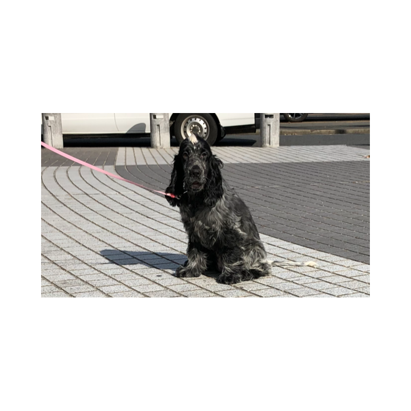 販売中の山口県のイングリッシュコッカースパニエル-443379の6枚目