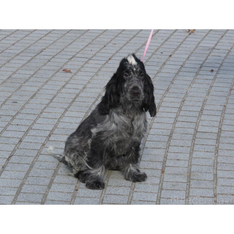 販売中の山口県のイングリッシュコッカースパニエル-443379の5枚目