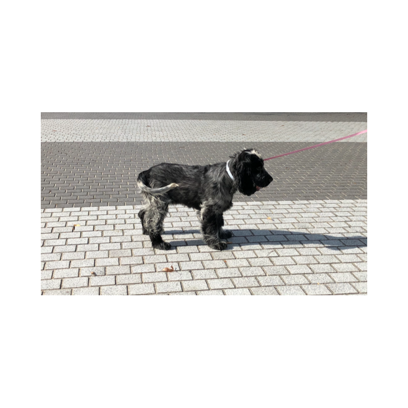 販売中の山口県のイングリッシュコッカースパニエル-443379の4枚目