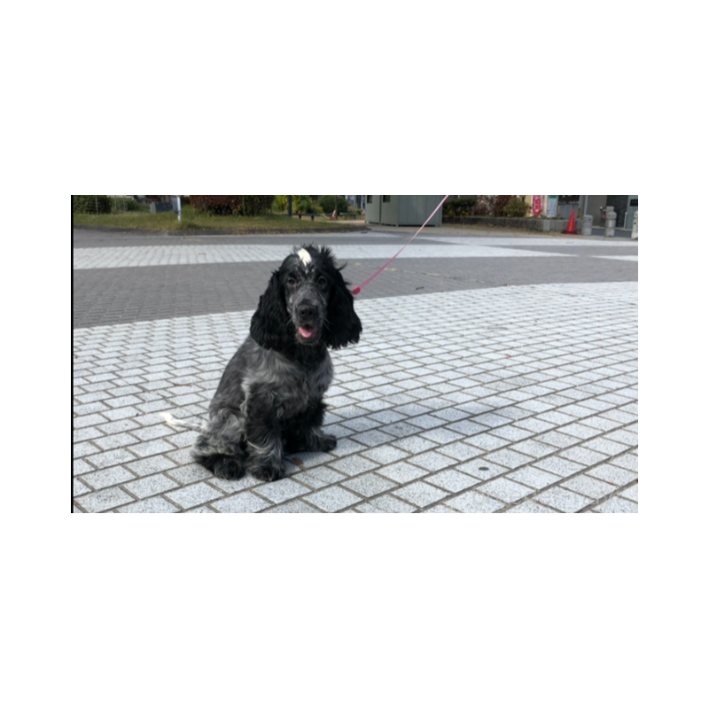 販売中の山口県のイングリッシュコッカースパニエル-443379の3枚目