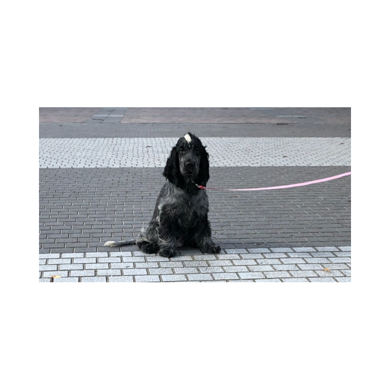 販売中の山口県のイングリッシュコッカースパニエル-443379の2枚目