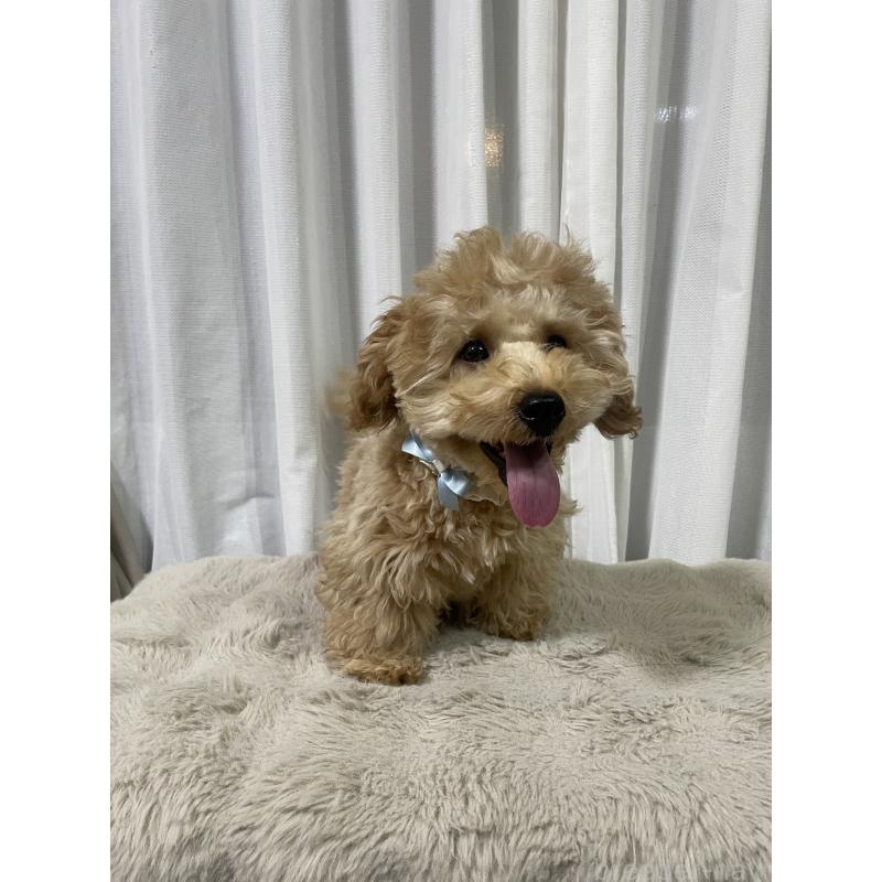 販売中の富山県のトイプードル-443378の3枚目