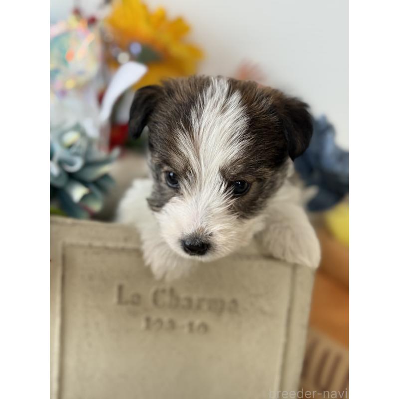 販売中の宮崎県のジャックラッセルテリア-443383の9枚目